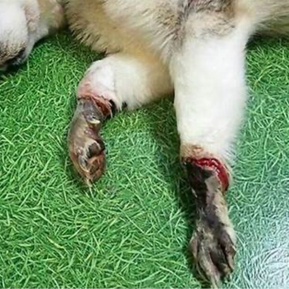 🥶 ❄️🧊BRING IN PETS INSIDE IN FRIGID TEMPS!! BESIDES, ITS THE LAW!!🙏🐕🐈‍⬛🐇🐈 - Picture 6 of 14